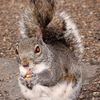 meansquirrels