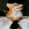 renatafox8