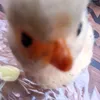 pollo__pepito