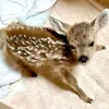 miffyluvb