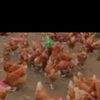 ደሮ እርባታ