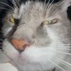 milkycat256