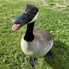 bring.a.silly.goose