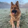 dylanthespartan3