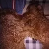 duclinh2305