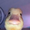 brudaeuh