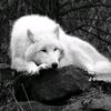 arzu.babayev2