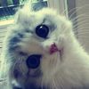 alfiiaa77