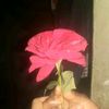 sadiya.akter.mim622