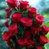 love.ying61
