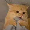 toilatandat1