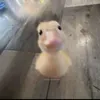 hangcutes1thegioi03
