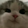 dvcboos