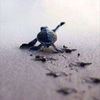 _rn.abh