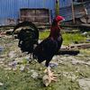 sinarmas.farm77