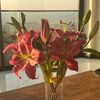 lilyss.journey
