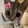 angie_sdk11