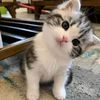 raa_cutee64