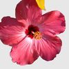 alin098224