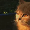 ꧁ﷲ꧂