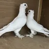 شاهين