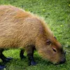 capivara.do.grau2