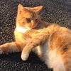 catzzzz4lifeeee