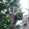 beyaz3449