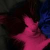 silly.._..cat