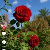 user7286157728844