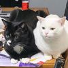 silvermoonpets