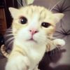 hamsterlover0311