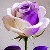 noe.noe8601