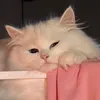 babiii056