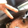 yoyis_privv