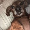 goobernrex3