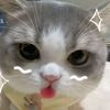 din_dina43