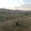mhamadzaed