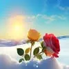 hoa.giy020