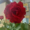 lam.thao313