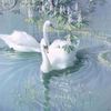 urlove.tamara