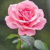 umme.ayman224