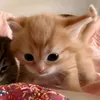 ember_nala