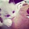 raaaimuppp_12