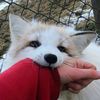 femboy_foxxy