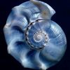 blue.light9320