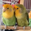 Cika & Rio