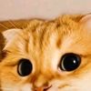 user1300681813024