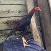 kandang.tassanni3