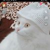 user4190369112055jadoon
